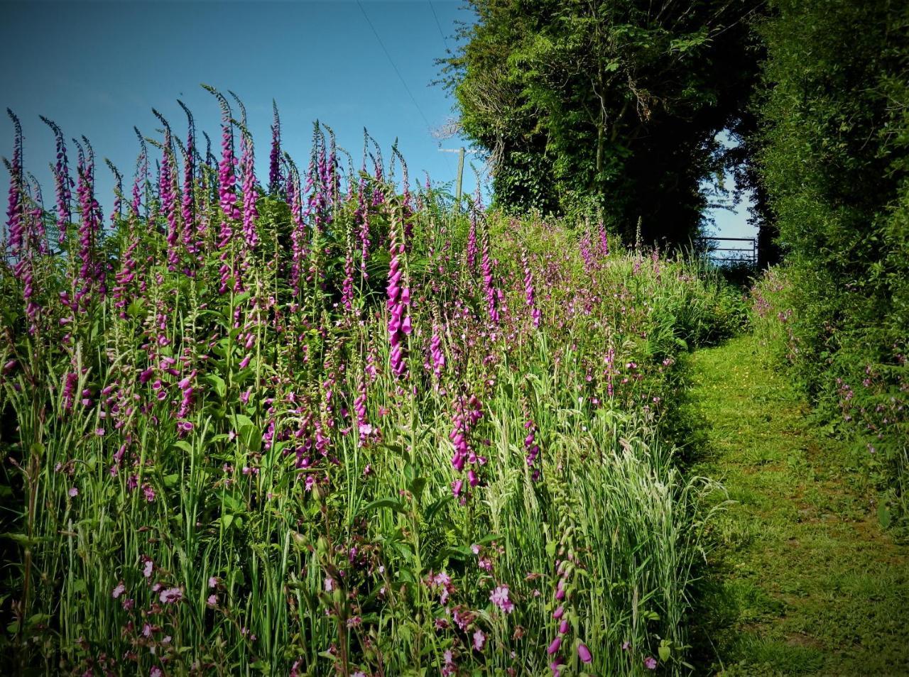 Ffynnon Fendigaid Bed And Breakfast Aberporth Zewnętrze zdjęcie